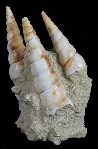 Fossil Gastropod (Haustator) Cluster - Damery, France #56392